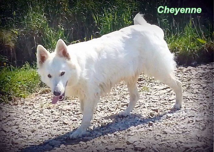 Pretty cheyenne de vi pasay
